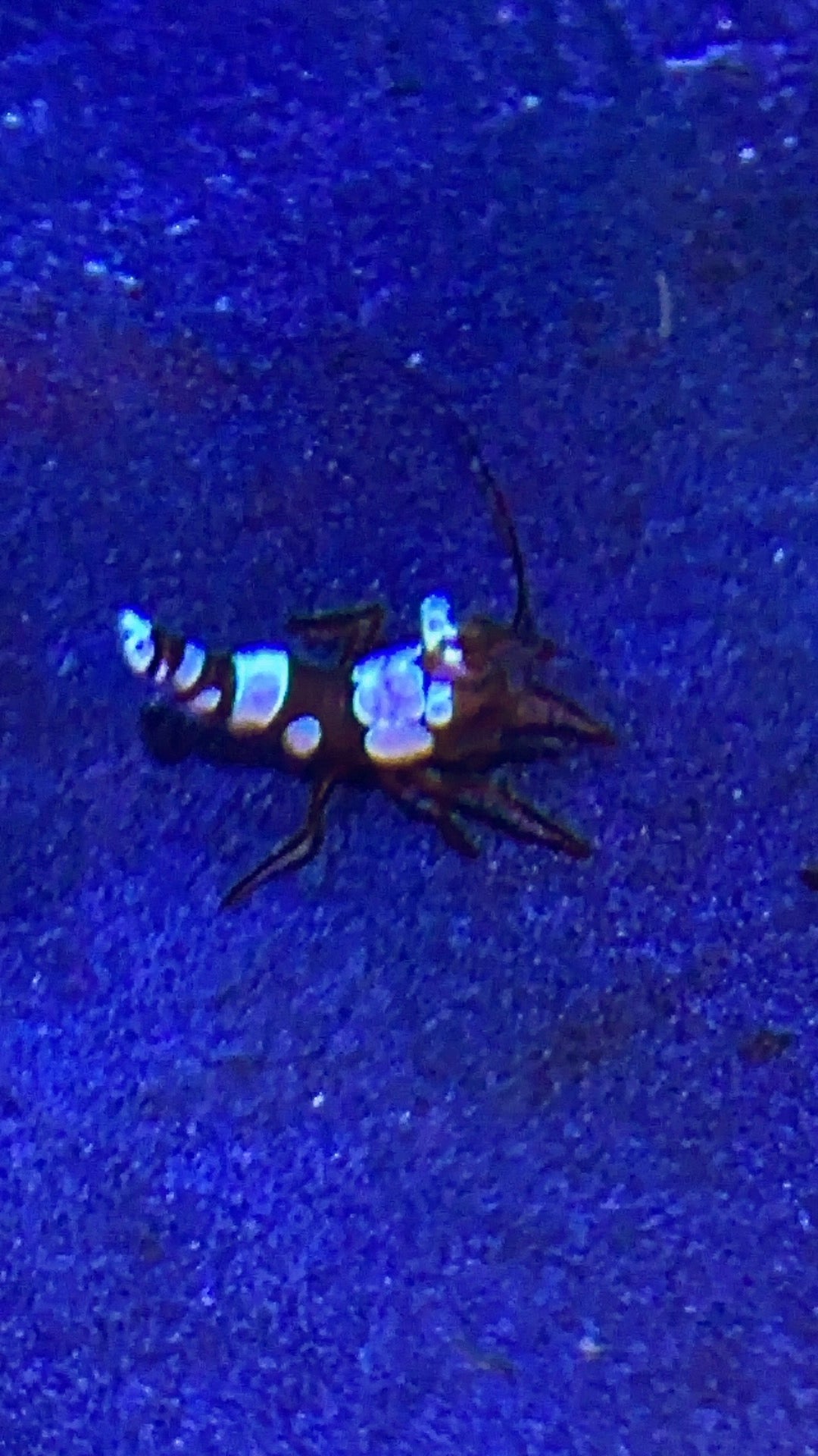 Sexy Shrimp