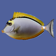Blonde Naso Tang