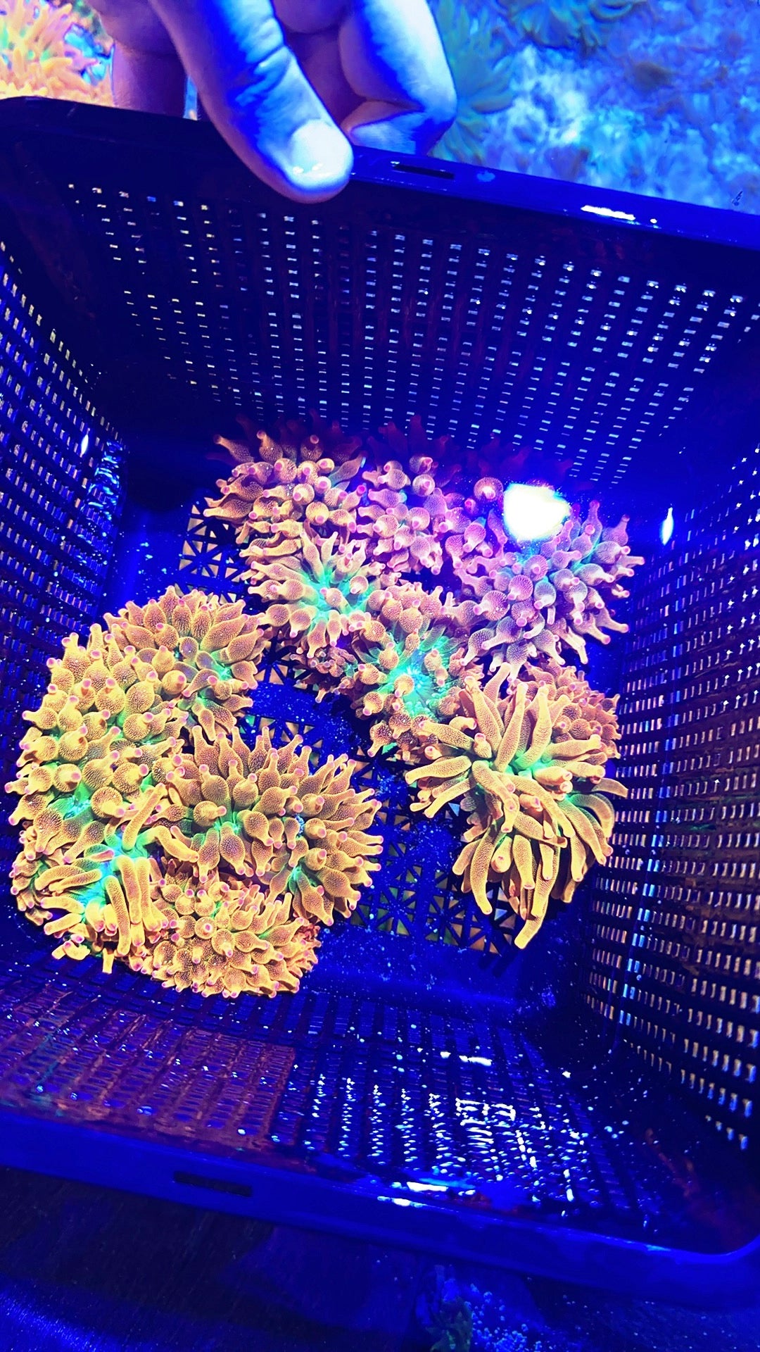 Anemone