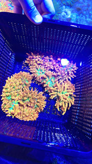 Rainbow Bubble Tip Anemone