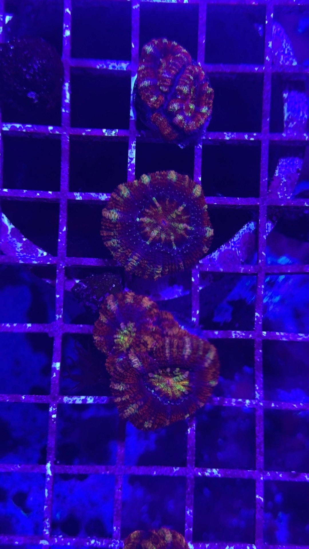 Peppermint Acan