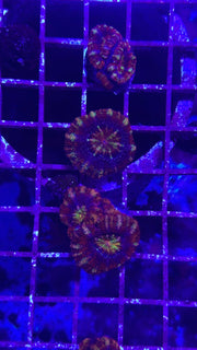 Peppermint Acan