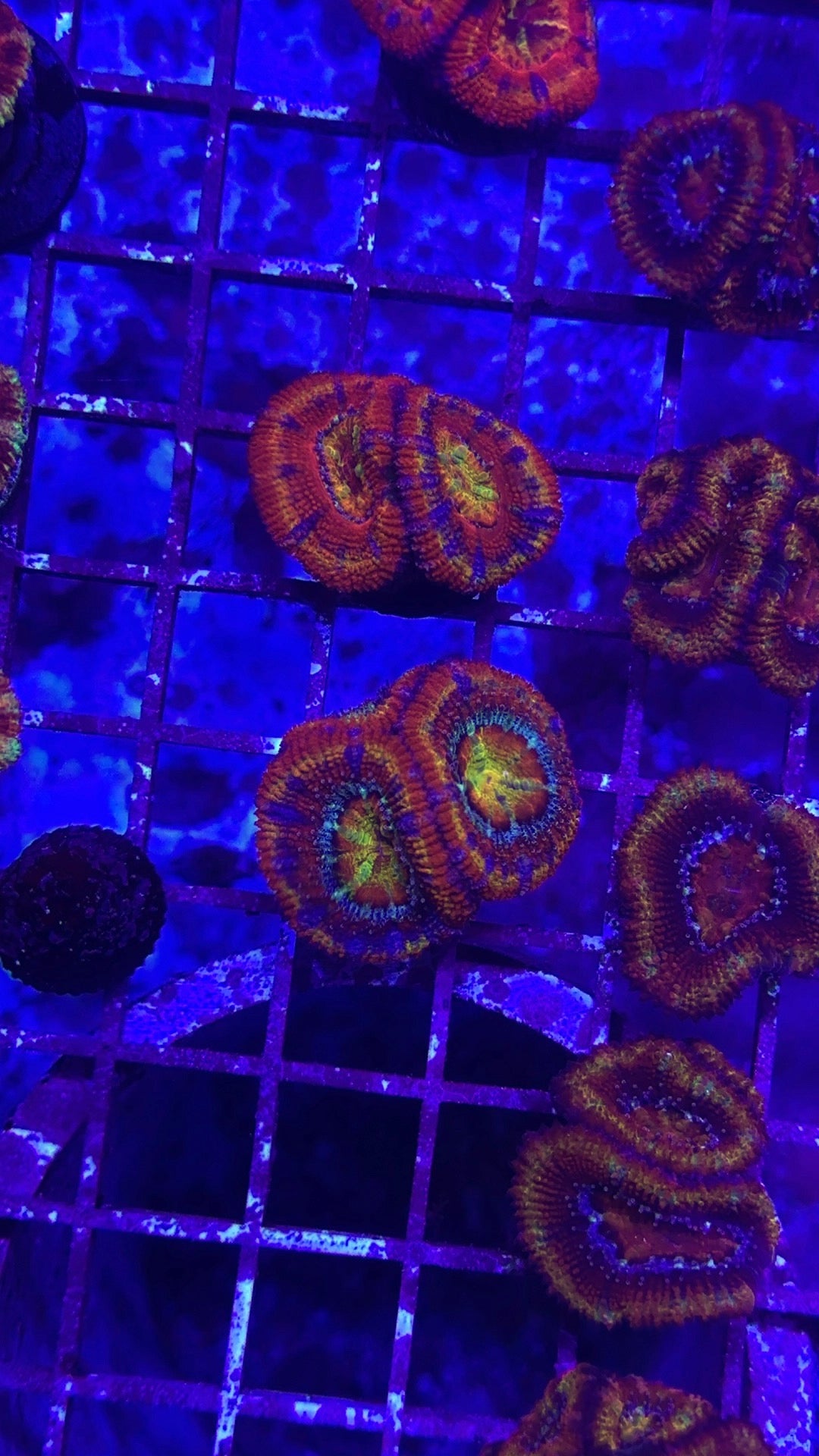 Acan rainbow center