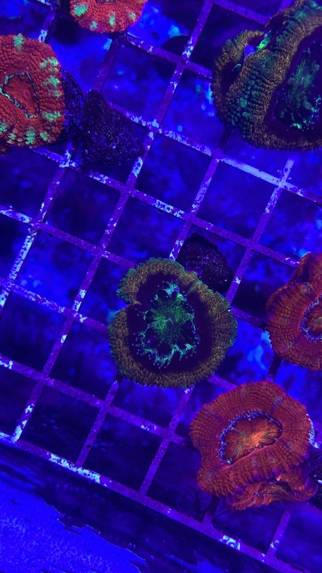 Royal Goblin Acan
