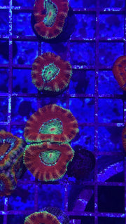 Repulsor ultra Acan