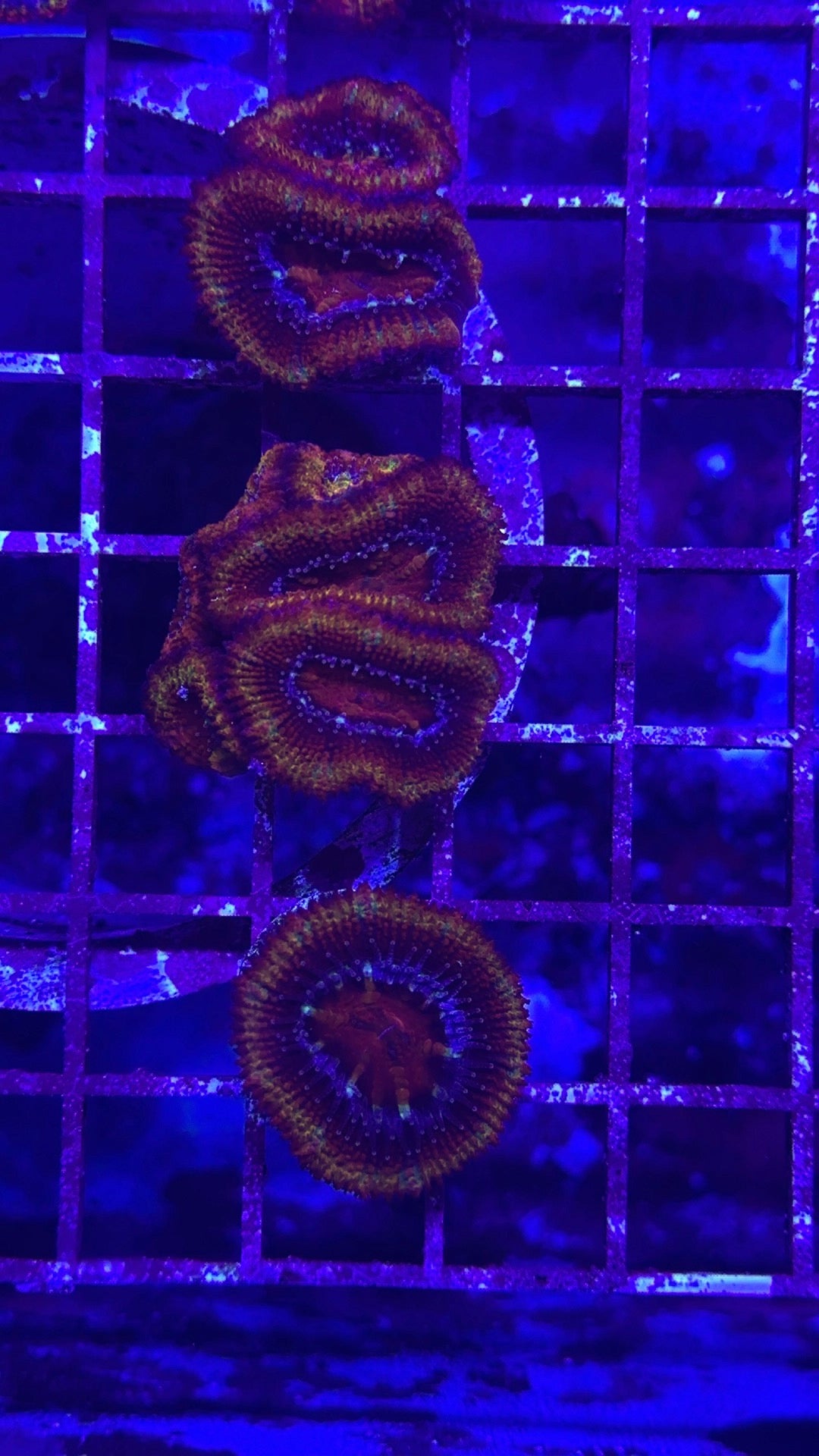 Acan
