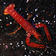 Red lobster large