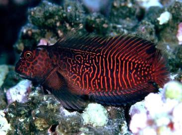 Ember blenny