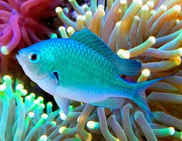 Chromis