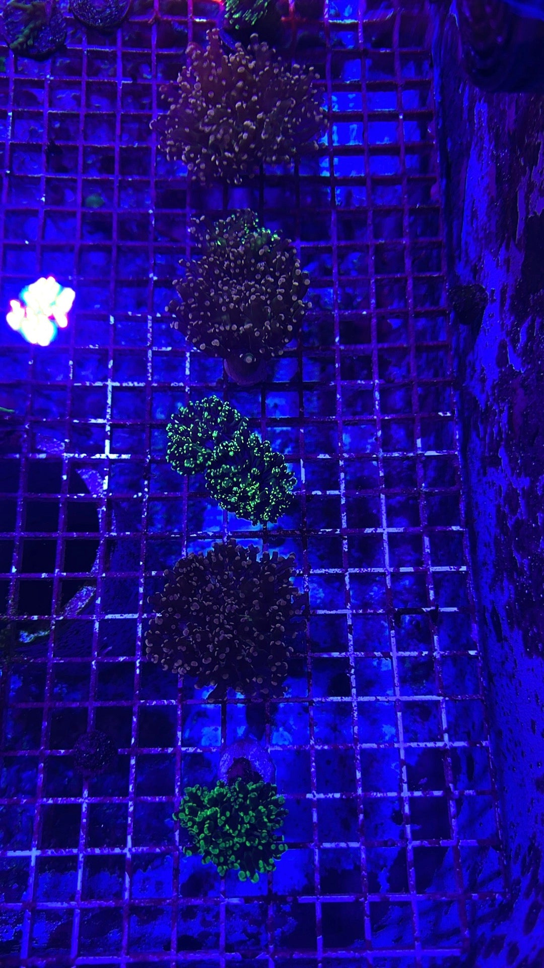 Frogspawn frags