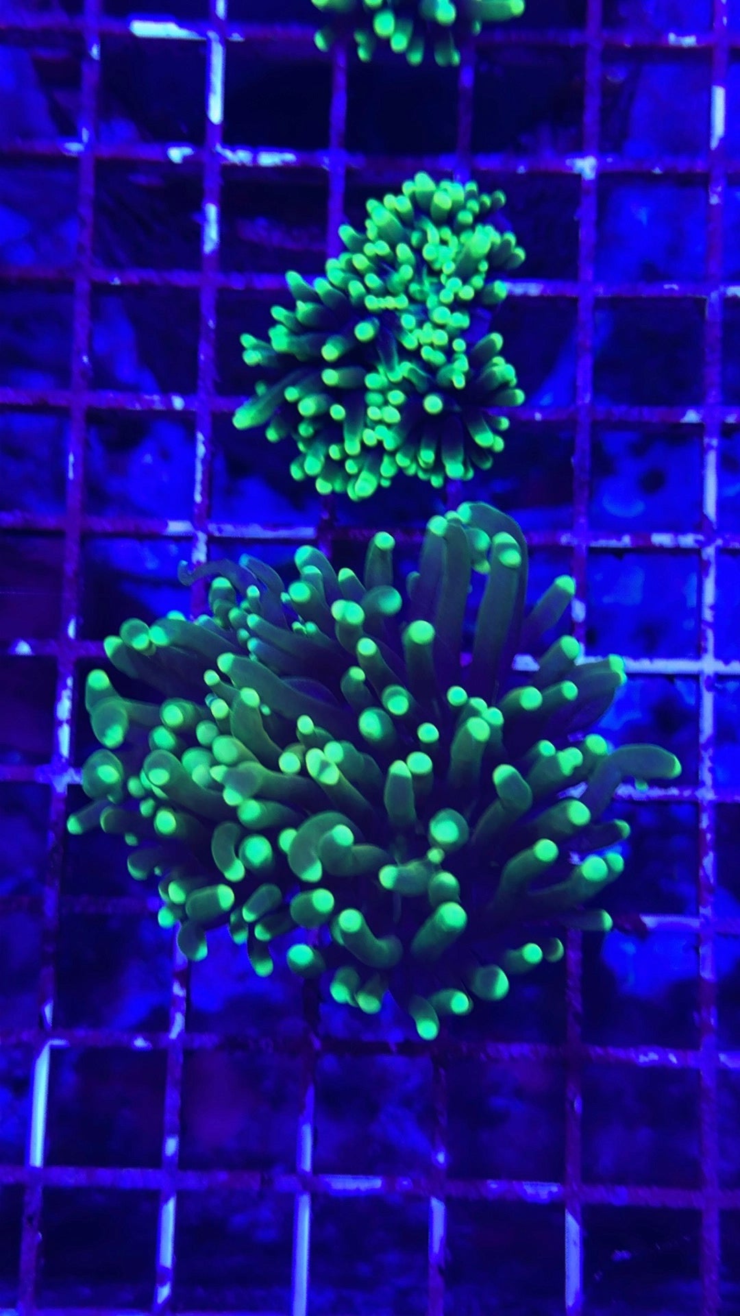 Hulk torch