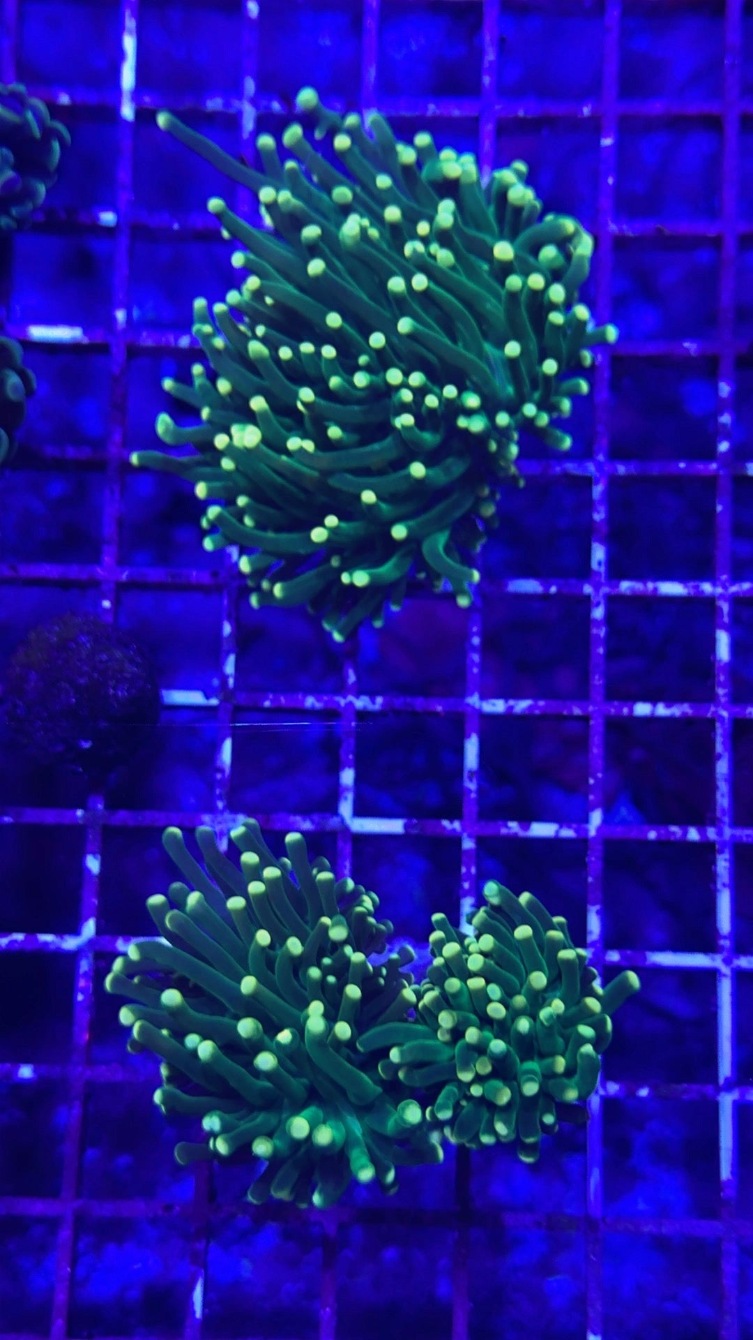 Yellow tip torch