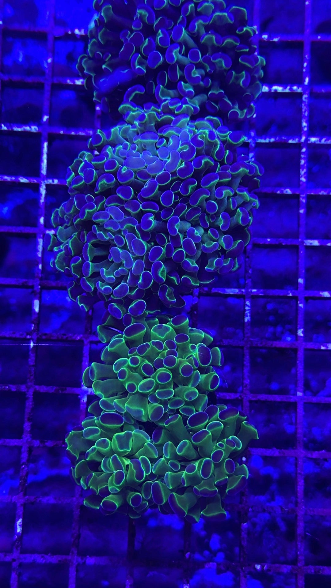 Purple tip hammer