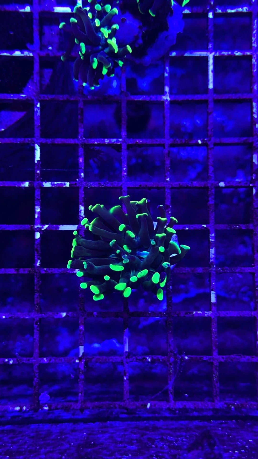 Toxic hammer frag