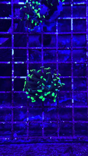 Toxic hammer frag