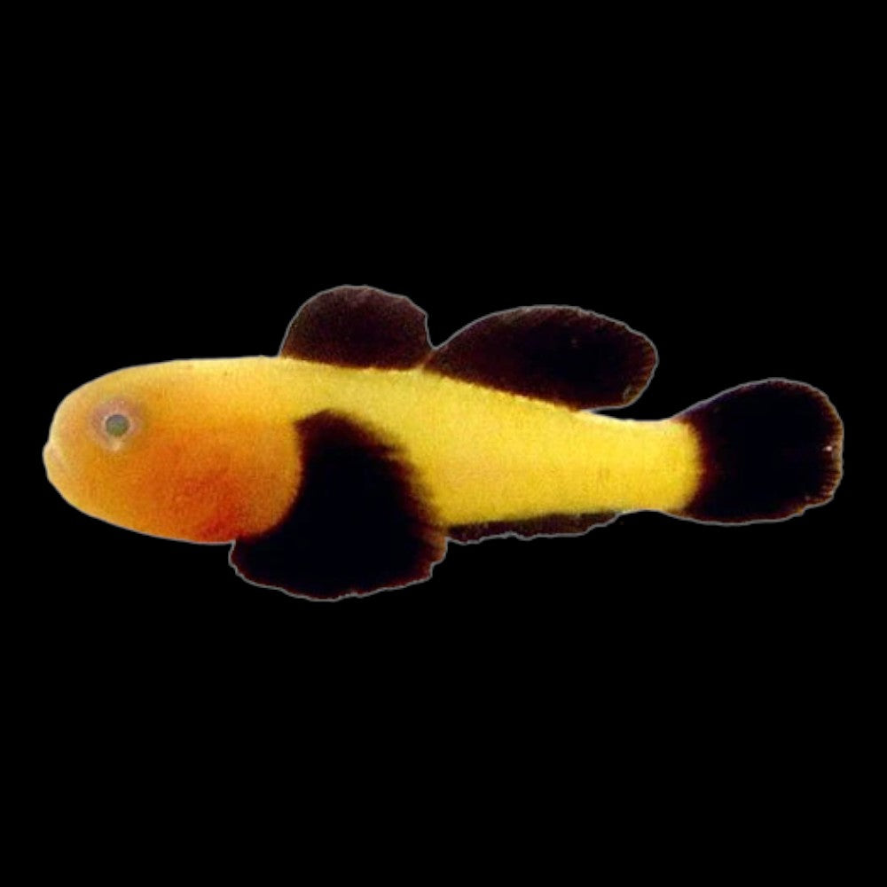 Panda goby
