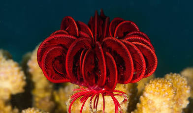 Feather starfish