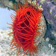 Flame scallop