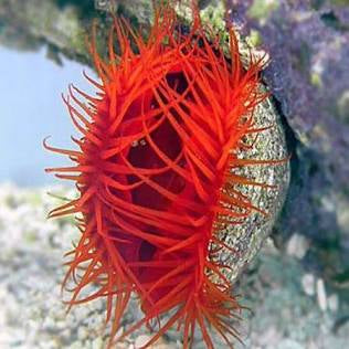 Flame scallop