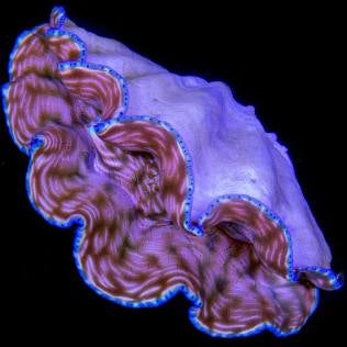 Derasa clam
