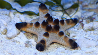 Chocolate starfish