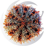 Halloween urchin