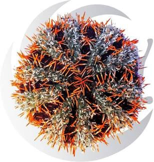 Halloween urchin