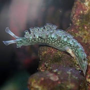 Lettuce nudi