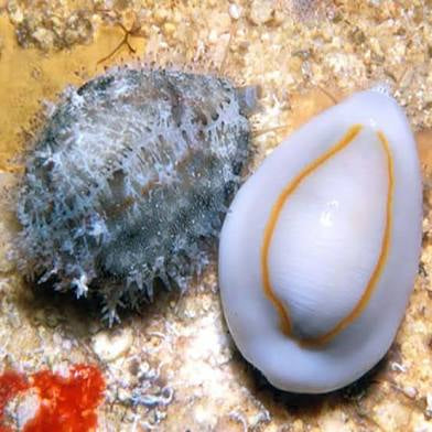 Money cowrie