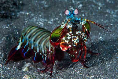 Peacock mantis shrimp