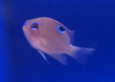 Damsel