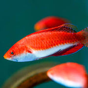 Sailfin Wrasse