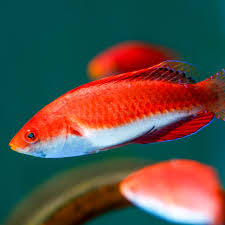 Sailfin Wrasse