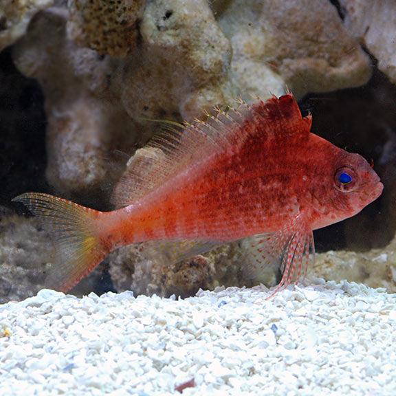 Red hawkfish