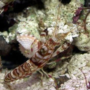 Tiger Pistol shrimp