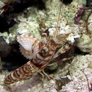 Pistol shrimp