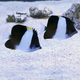 Black Pyramid Butterfly Fish