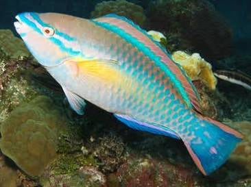 Princess Parrot Fish