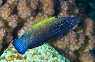 Comet wrasse
