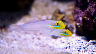 Golden head goby