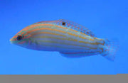 Adorned wrasse