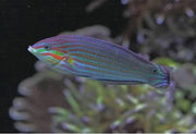 Melanurasus Wrasse