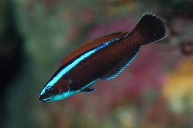 Chiseltooth wrasse