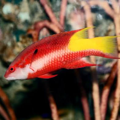 Cuban hogfish