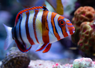 Harlequin Tusk Fish
