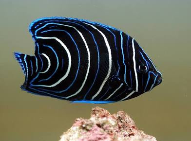 Koran Angel Fish