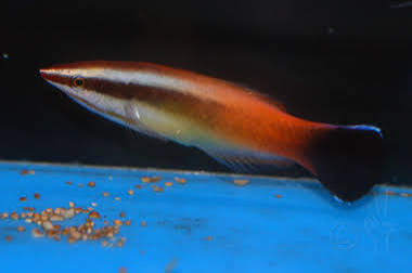 Tahitian wrasse
