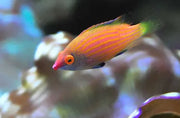 Pink Streaked Wrasse