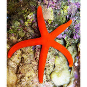 Orange starfish
