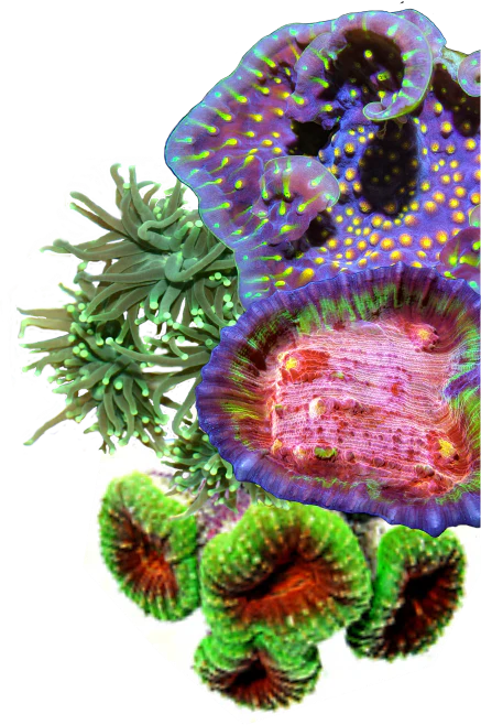 Corals